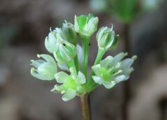 Allium tricoccum