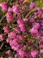 Erica spumosa