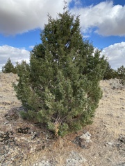 Juniperus occidentalis
