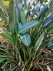 Strelitzia