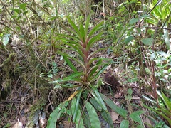 Tillandsioideae
