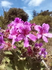 Pelargonium cucullatum