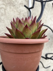 Echeveria agavoides