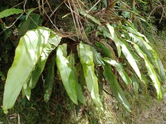 Elaphoglossum