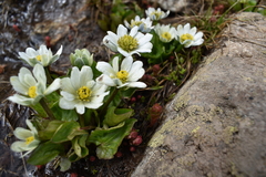 Caltha chionophila