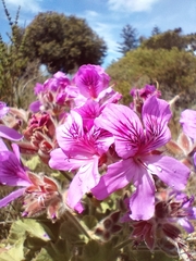 Pelargonium cucullatum