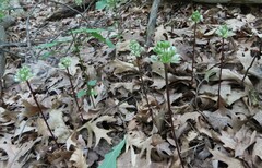 Allium tricoccum