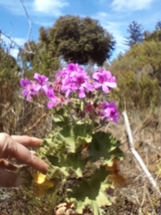 Pelargonium cucullatum