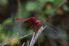 Crocothemis servilia mariannae