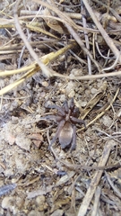 Gnaphosidae