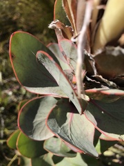 Protea eximia