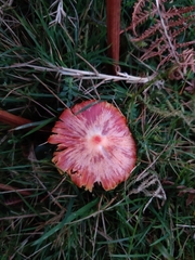 Hygrocybe coccinea