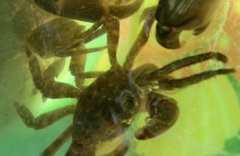 Pachygrapsus marmoratus