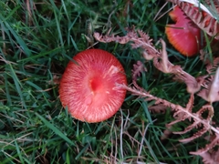 Hygrocybe coccinea