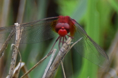 Crocothemis servilia mariannae