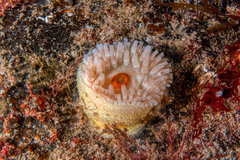 Urticina felina