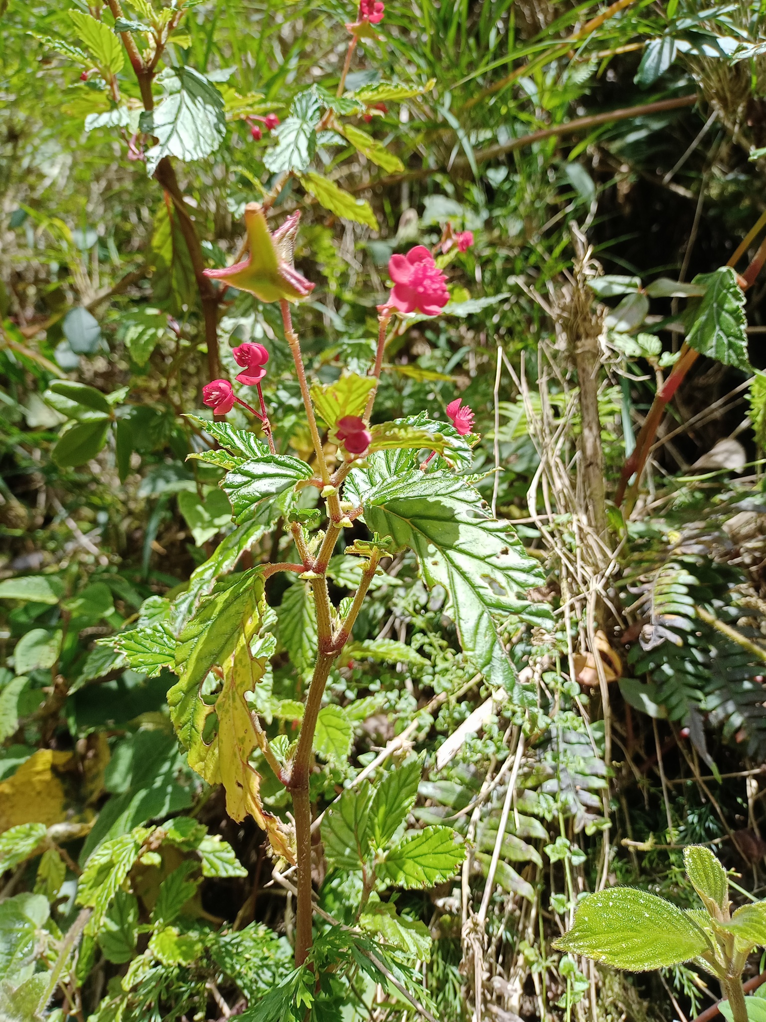 Begonia urticae image