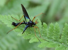 Tanyptera dorsalis