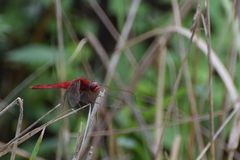 Crocothemis servilia mariannae