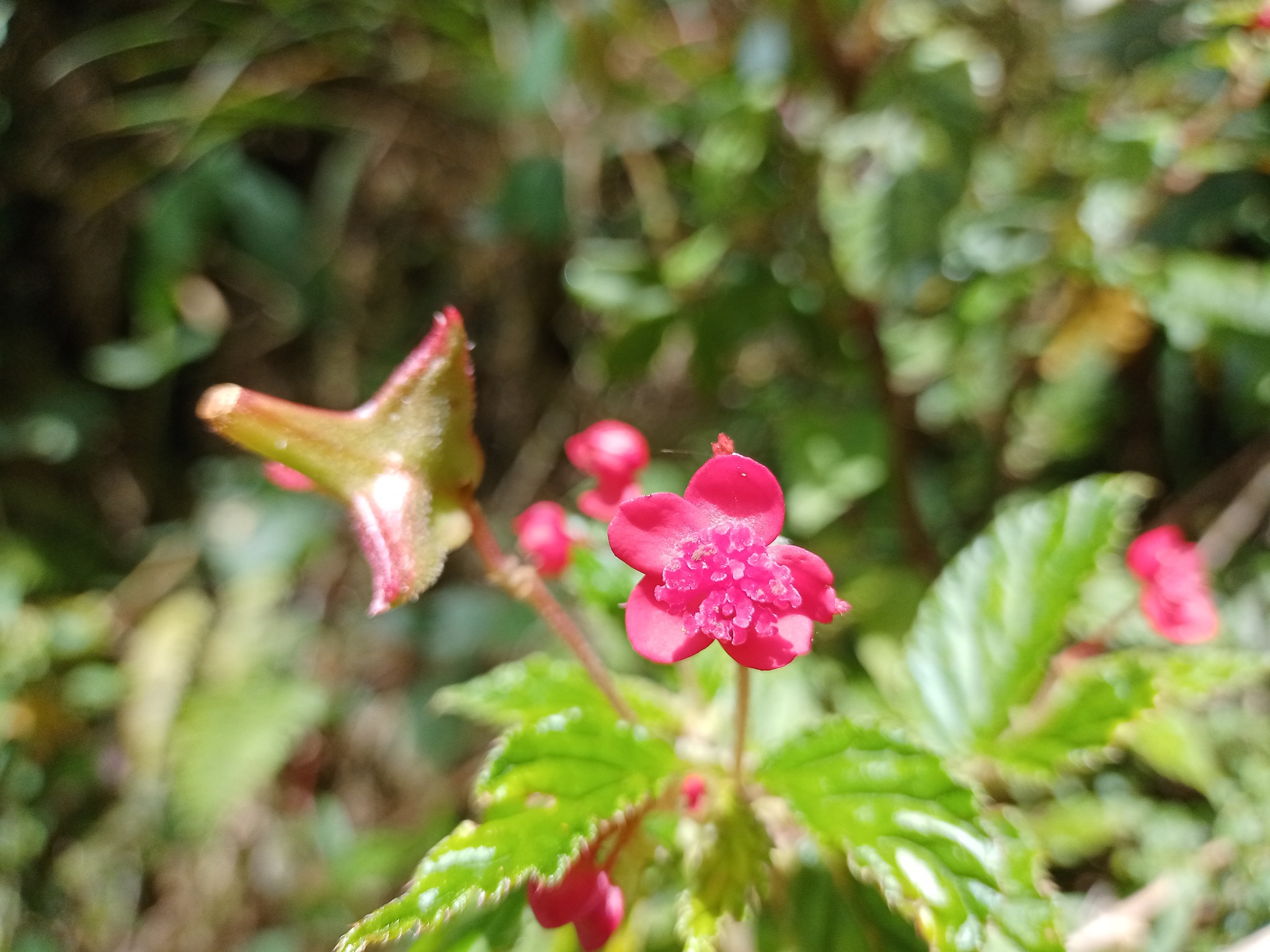 Begonia image