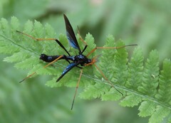 Tanyptera dorsalis
