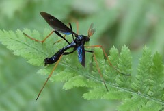 Tanyptera dorsalis