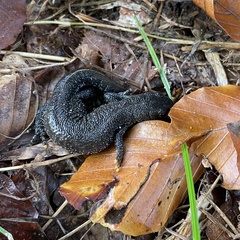 Triturus cristatus