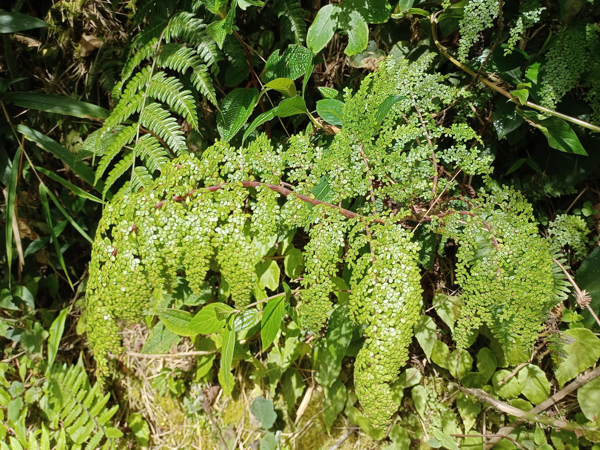 Pilea myriophylla image