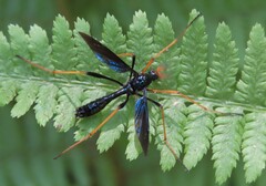Tanyptera dorsalis