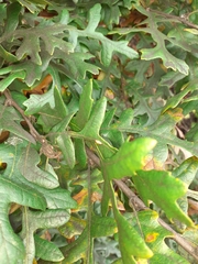 Pseudoneuroterus saliens