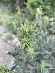 Berkheya heterophylla
