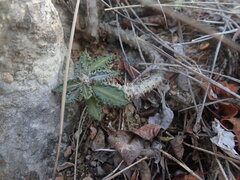 Euphorbia tulearensis image