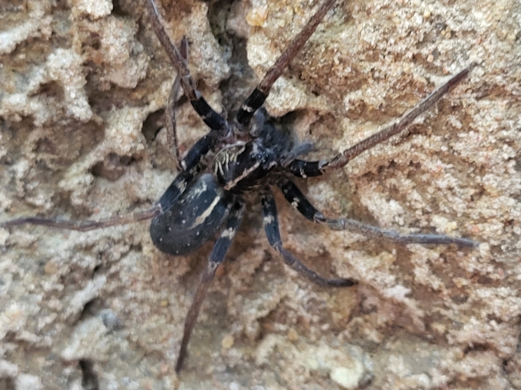 Amicactenus