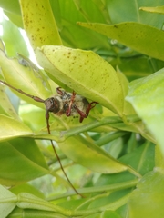 Cerambycidae