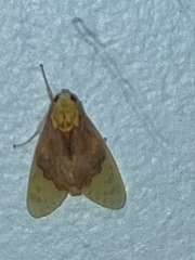 Phaegopterina