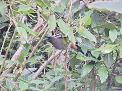 Dendrocitta formosae