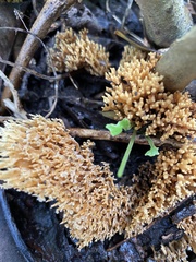 Ramaria stricta