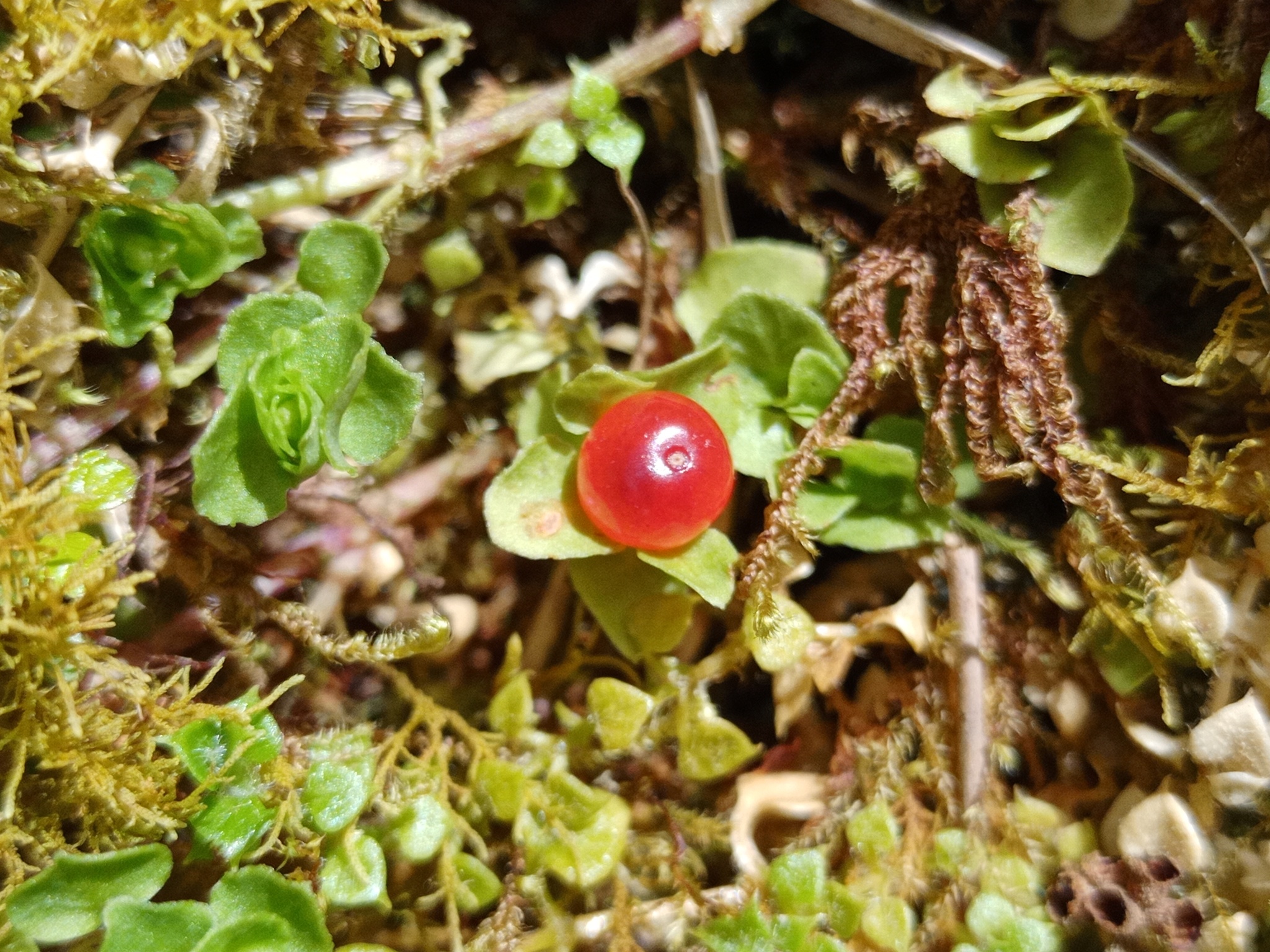 Nertera image