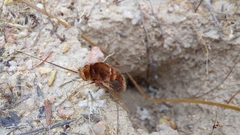 Bombyliidae