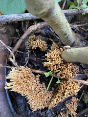 Ramaria stricta