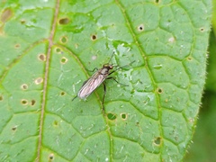 Empidoidea