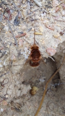 Bombyliidae