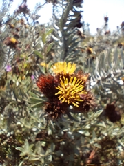 Leucospermum parile
