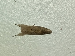 Hemiceratinae