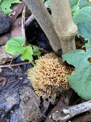 Ramaria stricta