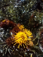 Leucospermum parile