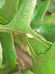 Pseudoneuroterus saliens