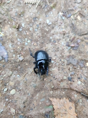 Typhaeus typhoeus
