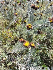 Leucospermum parile