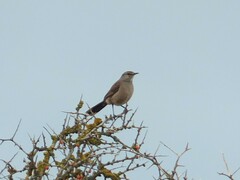 Cercotrichas coryphoeus